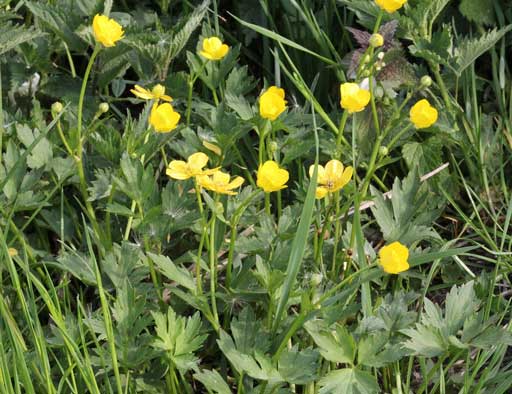 Ranunculus repens