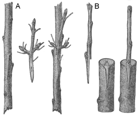 Kalemljenje pod koru