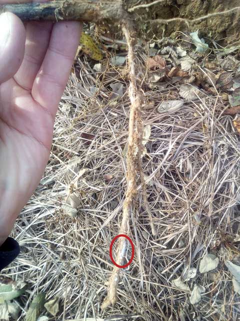 Ektomikoriza na korijenu graha