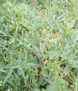 Cirsium vulgare