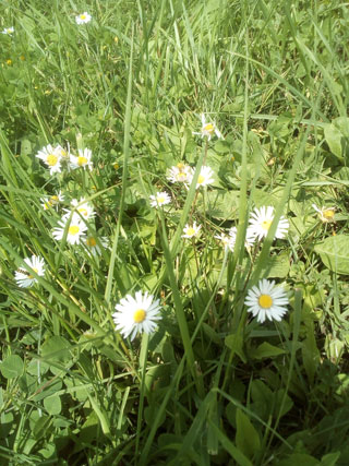 Bellis perennis