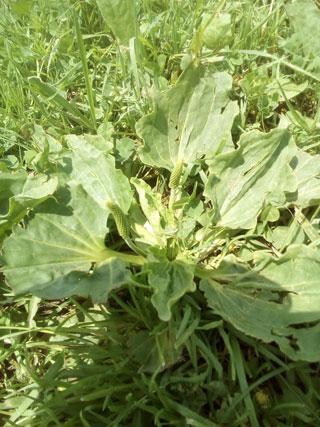 Plantago