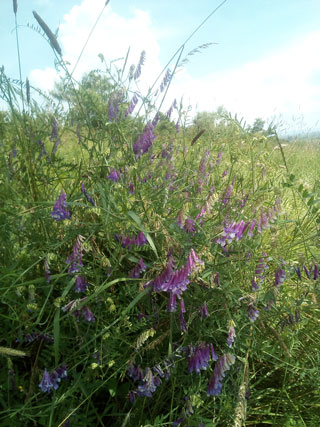 Pričja grahorica cvijet