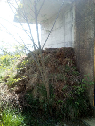 Black locust holding sod blocks in place