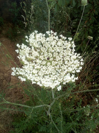 Daucus carota