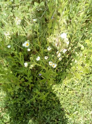 Erigeron annuus
