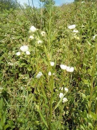 Erigeron annuus