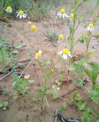 Matricaria chamomilla