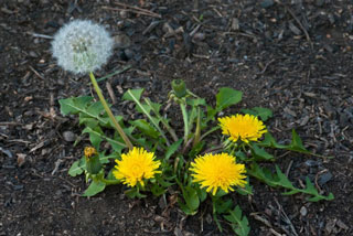 Taraxacum