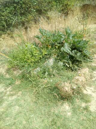 Povišena gredica 2. mjeseca nakon izrade