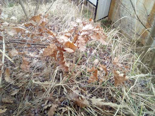Oak foliage in marcescence