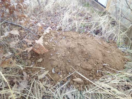 Oak foliage in marcescence, buried