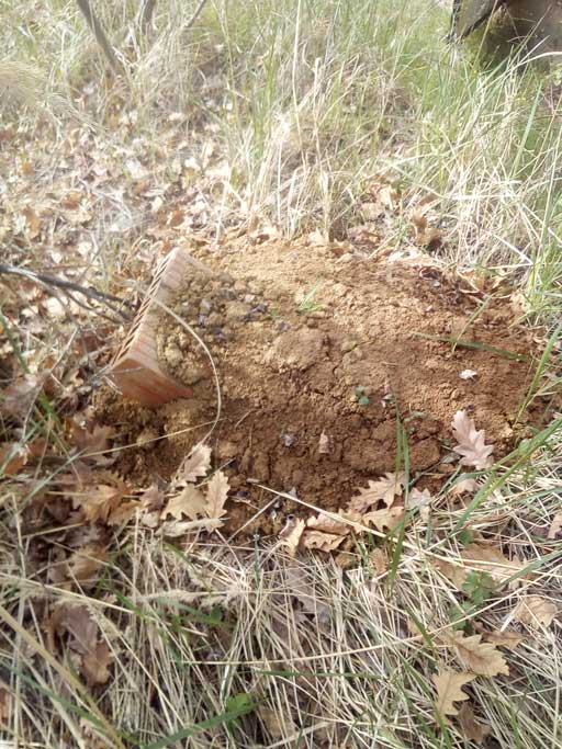 Buried oak foliage on 2024.03.26